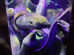 -太平洋海底世界