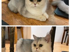 -猫小院猫主题餐厅(三里屯店)
