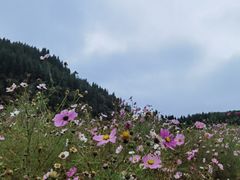 -武陵山森林公园