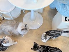 -有喵·猫咖·狗咖·30几只猫10只小狗(岗厦店)