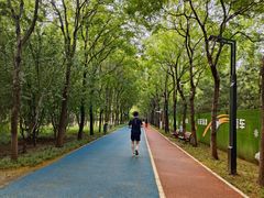 -大兴滨河森林公园