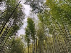 -广州市石门国家森林公园