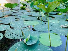 -大兴滨河森林公园