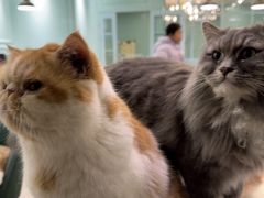 -安格丽娜·狗咖·猫咖羊驼咖(春熙路百盛商场店)