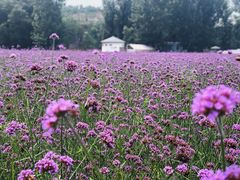 -紫海香堤香草艺术庄园