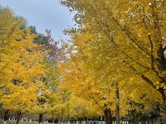 -长白岛森林公园