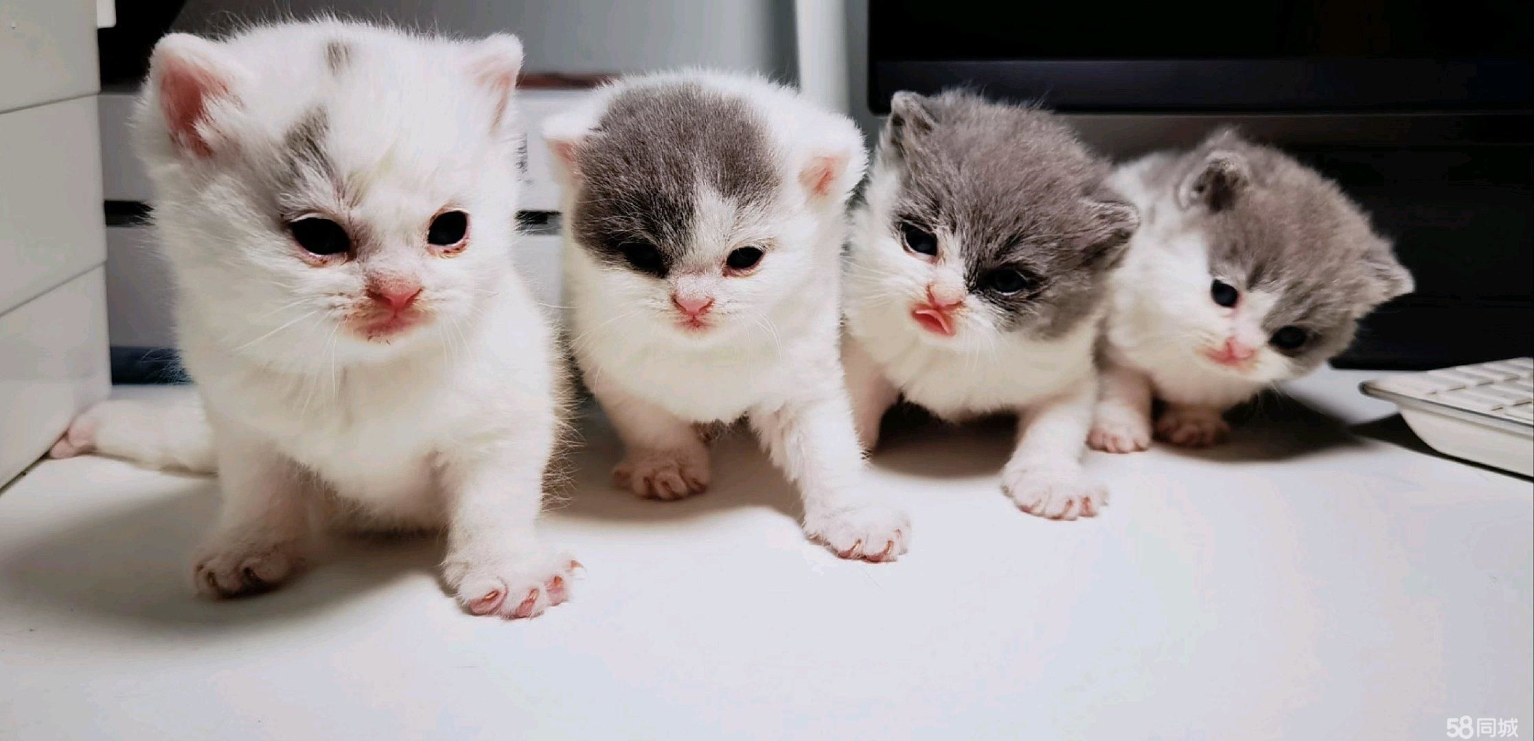 wcf注册猫舍蓝白英短梵文英国短毛猫