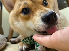 -逗柴咖啡屋·狗咖猫咖宠物桌游