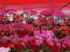 -越秀西湖花市(广州城市广场花卉店)