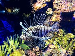 -上海海洋水族馆