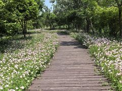 -南湖湿地公园