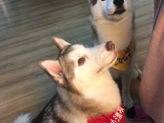 -Husky Go! 哈士奇体验馆·宠物咖啡厅狗咖