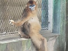 -西安秦岭野生动物园