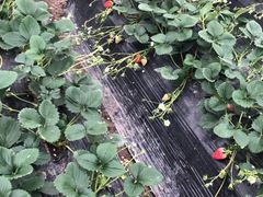 -喜杨洋草莓采摘园