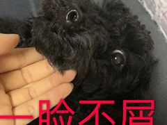 -万博宠物医院·手术·诊疗(未央凤城五路店)