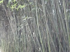 -成都大熊猫繁育研究基地