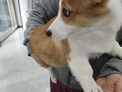 -瑞鹏宠物医院·超声·骨科·奇麟分院(蜀都万达店)