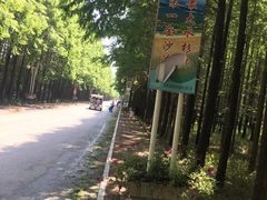 -日照海滨国家森林公园