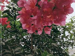-云溪植物园