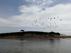 -南大港湿地风景区