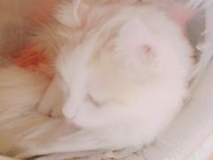 -猫和宫(六道口店)