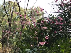 -杭州半山国家森林公园