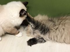 -猫亿天猫咖