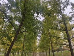 -汉长安城未央宫国家考古遗址公园