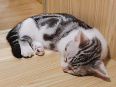 -屋虎猫馆(宝安大仟里店)