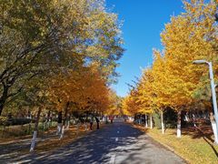 -长白岛森林公园