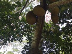 -中国科学院西双版纳热带植物园