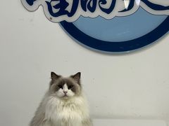 -喵的天空名猫咖啡馆·撸猫·猫舍·用品
