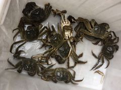 -蟹状元大闸蟹·年货·粽子(成都成华店)