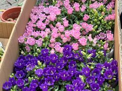 -哈尔滨道外花鸟鱼市场