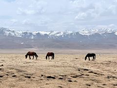 -祁连山草原