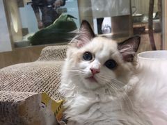 -屋虎猫馆(宝安大仟里店)