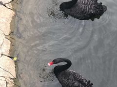 -宿豫区运河湾森林动物园