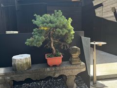 -觀芷隐轩