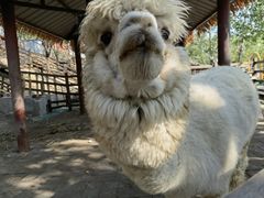 -北京鹿世界主题园