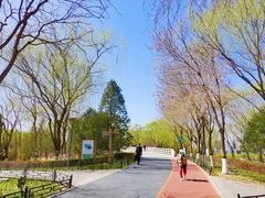 -大兴滨河森林公园