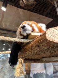 -Zoolung Zoolung动物主题公园(海信广场店)