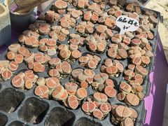 -海上花岛玫瑰园采摘