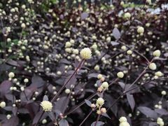 -南国桃园旅游度假区