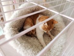 -关爱宠物医院·猫科中心·消化科(滨湖万达分院)