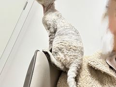 -momokira米努特·德文卷毛猫·棉花面纱犬