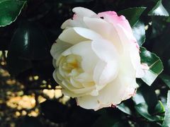-上海市保健医疗中心(华东疗养院)