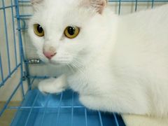 -瑞鹏·疫苗·绝育·宠物医院(金沙洲店)