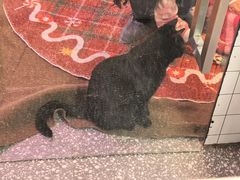 -大型宠物商超·宠海王国·宠物猫狗活体·用品·美容(新世界百货重庆店)