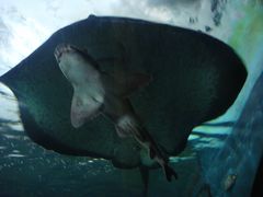 -悉尼海洋生物水族馆