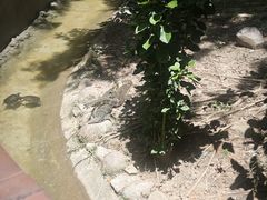 -野象谷景区